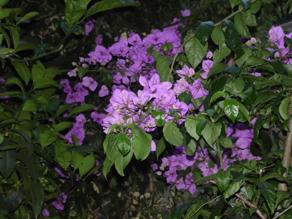דירה Slavica Jovanovic *